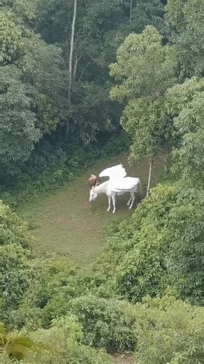 #foundfootage #alien #1996 #monster | alien