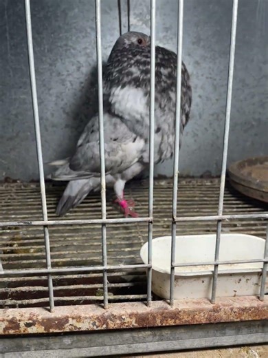 شنبورا كاتينانو 2026