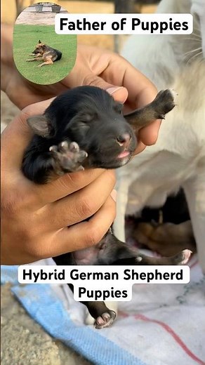 Adorable Hybrid German Shepherd Puppies 🐾 — A Perfect Blend of Strength, Intelligence, and Loyalty!