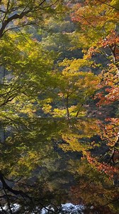 Embark on a breathtaking boat ride along the Hozu River in Kyoto, where autumn’s vivid colours create a magical backdrop. 🍁 The cruise takes you along the Hozu River, a vital transportation route since ancient times, facilitating the movement of goods and people to Osaka. 🚤 Today, visitors can choose from several types of cruises, including traditional wooden boats for a leisurely ride, or guided tours that provide insights into the region’s history and natural beauty. 🌿✨ CREDIT: travelstorie