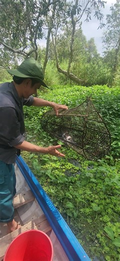 #Trending Tour du lịch U Minh Hạ 1 ngày#dulichcamau #camau #uminhha #uminh