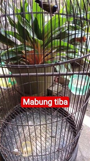Sogon mabung stop mandi dan jemur