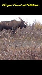 Giant Yukon Moose at 10 yards credit: waynebomstadoutdoors1626 #moose #bullmoose #wildlife #wildanimals #shorts #wildlifephotography #animals | All About Moose