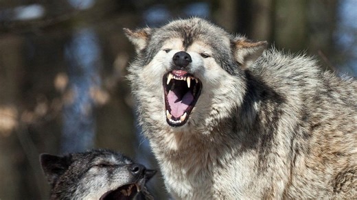 Massive grizzly bear and wolf caught on camera demolishing dead animal