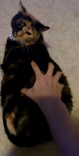 Look at this chonk! | Funny Cat Video