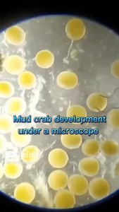 check out the development for the mud crab during the hatchery stage. | RAS Aquaculture