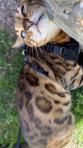 #video #cat #kitten #bengali #catvideos #bengals #cute #bengalcat #zucaritas #animals #kitty