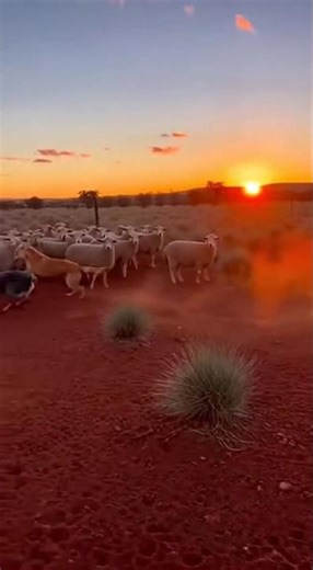 Australian Cattle Dog: Protector of the Australian Outback