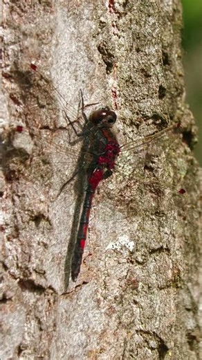 Beautiful Dragonfly Moment | Ruby Whiteface on Tree | Cinematic shot #dragonflies #nature #insects