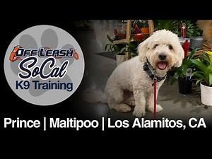 Maltipoo Dog Training | Prince | Los Alamitos, CA