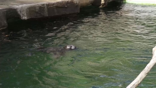 Robben-Nachwuchs im Tiergarten Schönbrunn