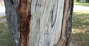 How to prevent southwest tree injury