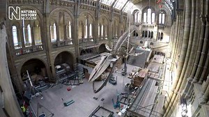 Watch Museum scientists reflect on the time spent over the last three years preparing Hope the #BlueWhale skeleton for display in the newly redeveloped #HintzeHall: http://bit.ly/NHM-Blue-Whale-Story You can see Hope the #BlueWhale, now on display in the Hall. From a sparkling meteorite as old as our solar system, to sea birds and giraffes there are hundreds of newly displayed specimens alongside Hope across the ground floor and balconies. | Natural History Museum, London