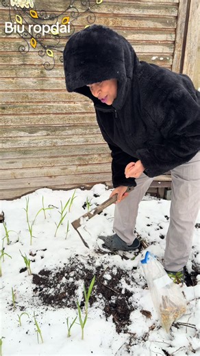 Snow Falling in Germany: A Beautiful Winter Scene