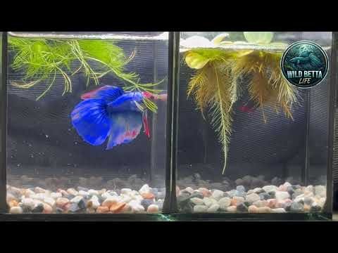 Wild Betta Flare Test! | Beautiful Wild Betta Fish in Class 04