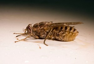 What Is a Tsetse Fly? | How Dangerous Are They? - Pest Samurai