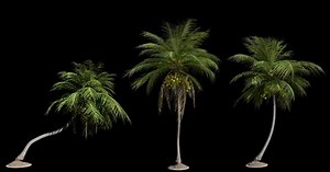 Coconut Palm Tree In The Wind 01 4K Pack