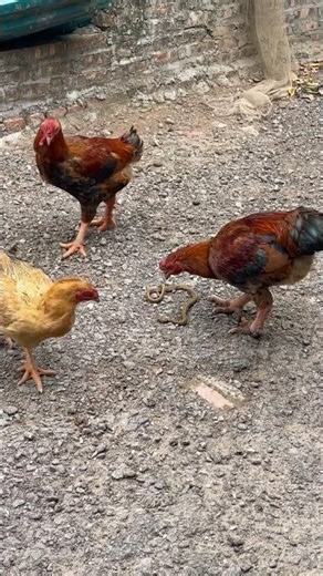 The chicken catches the snake and eats it right away. #snake #nest #animals #funny #birds #insect