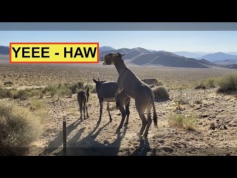 Wild Herd of Donkeys in Death Valley, FULL VIDEO