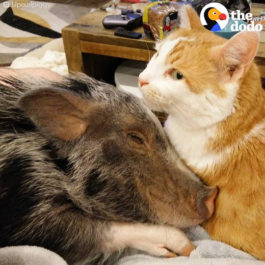 1.6M views · 11 reactions | This pig and cat weren’t sure about each other at first — but now they’re best friends  | The Dodo | Facebook