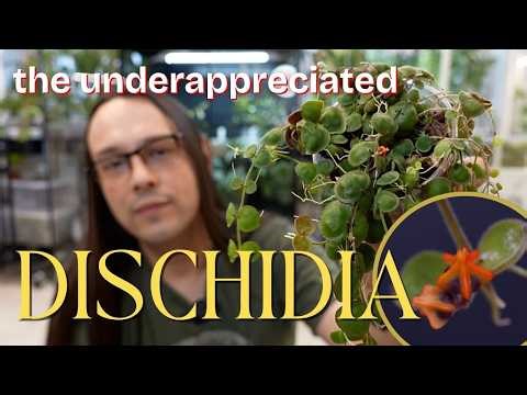ALL of my Dischidia 🌱 propagation, repotting and wishlist plants 📝