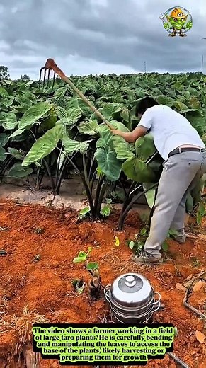 Harvesting taro plants in the field