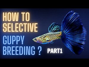 Guppy Fish Care - How to Selective Guppy Breeding ? Part 1