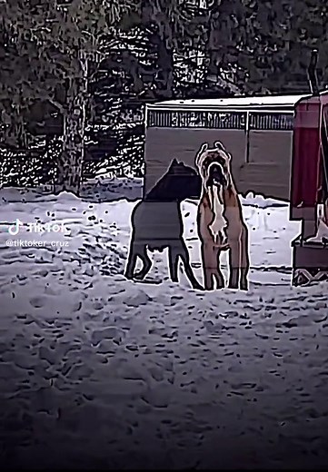 Scary Pitbull Edits: Terrifying Dog Videos