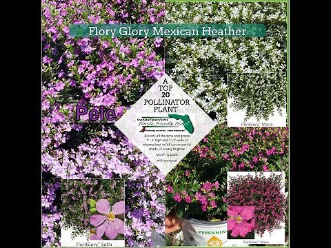 FloryGlory Mexican Heather Florida Friendly Plant
