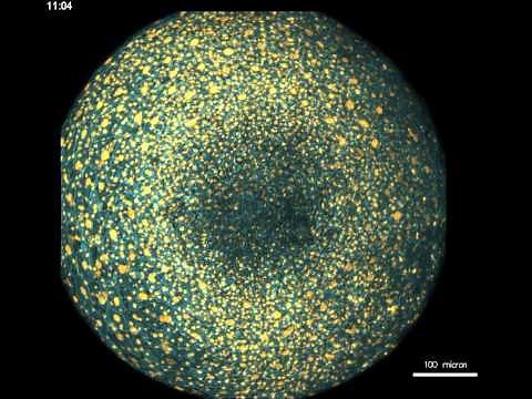 Movie: Zebrafish embryonic development at single cell resolution