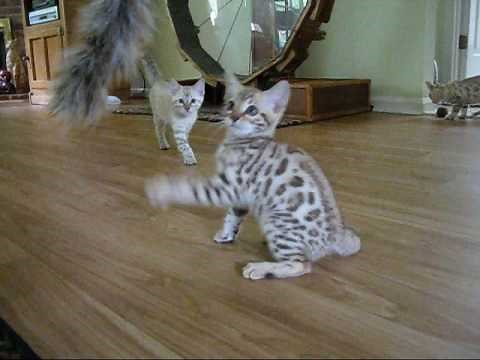 Snow Bengal kitten magic!