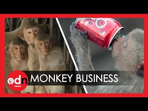 CRAZY! 6,000 Sex-Mad Sugar Fuelled Monkeys Rampage Through the Streets of Thailand