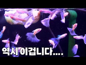 어떤 구피를 키울지 고민이시라면 이 영상을 꼭 봐주세요..