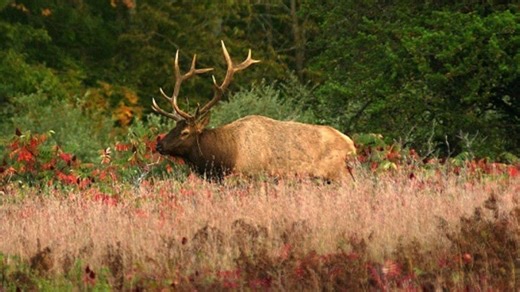 'Trying to get to Elk City?' Video shows elk exploring Oklahoma small town, hopping fences