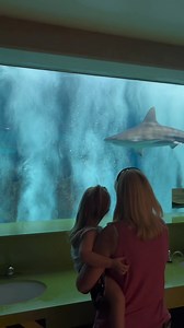 Get ready for a JAW-SOME adventure at OdySea Aquarium, home to over 6,000 remarkable animals from all over the world, including one of the largest and most diverse collections of sharks in the entire country! | OdySea Aquarium