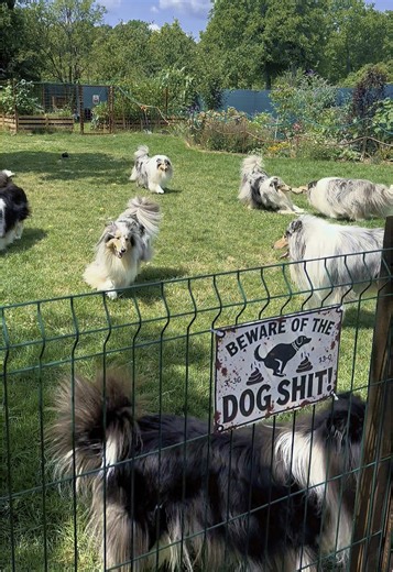 Just another day in the yard… or a full-on fluffy invasion 💥😂 Watch these furballs go wild – and yeah, watch your step! 💩🐾 #dogsoftiktok #fyp #funnydogs #fluffydog #dog #puppyplaytime #roughcollie #vibes #doggo#foryou #dogtiktok #puppylove #puppydog @Alemana Blues collie kennel