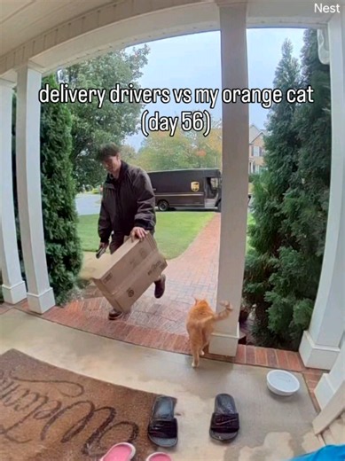 Orange Cat Greets UPS & USPS Drivers: Day 56 of the Greeting
