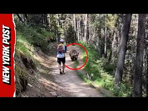 Bear Stalks Hikers and Dog During Scary Trail Encounter