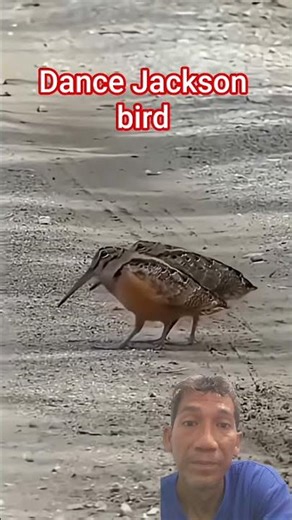 dance Jackson bird ‼️#funny #dance #birds