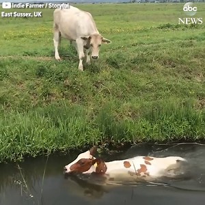 1M views · 4.9K reactions | "What are you doing there?!" A cow in the...