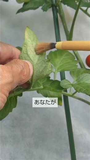 6/3【ミニトマト】実 実が色付き始めたら この5つの手入れをして 早く赤くして収穫をします