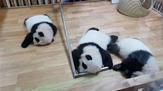 81K views · 4.4K reactions | Nanny hooks the sleeping baby pandas into the right order without waking them up. (Chun Sheng, Hot Dry Noodles & Chengdu Egg Pancake) #amazing #fyp #HiPanda #ChengduPandaBase #PandaFun #BestJobInTheWorld For more panda information, please check out: https://en.ipanda.com | iPanda | Facebook