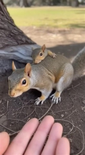 This Squirrel Needed Saving
