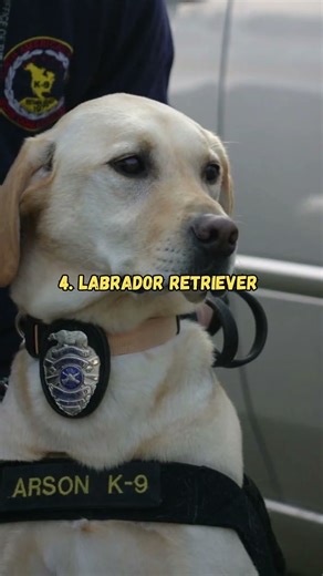 Top 10 Police Dog Breeds in the World 🐕🚓 | Best K9 Breeds for Law Enforcement. #shorts #viral