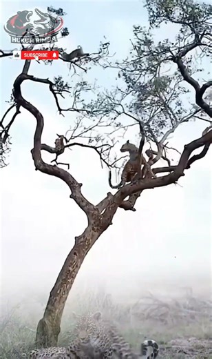 After Yesterday’s Monkey Attack… 3 Leopards Came Back for Revenge! 🐆🐒🔥