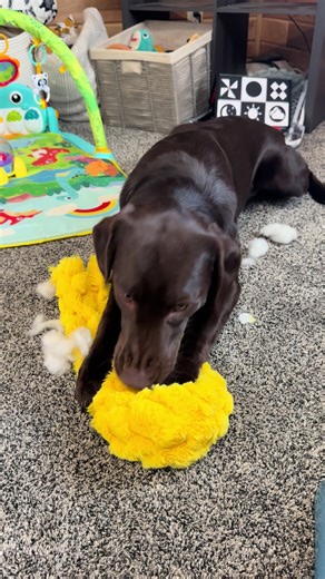 Adorable Chocolate Lab Puppies Playing Together