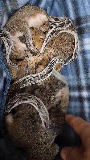Baby squirrels are called kits or sometimes kittens. When a squirrel is pregnant with multiple babies, that would be called a litter, and a group of squirrels is called a scurry. Cute Scurry of some of the baby squirrels in my care #squirrel #twodollartuesday | Little Bit Wildlife Rescue