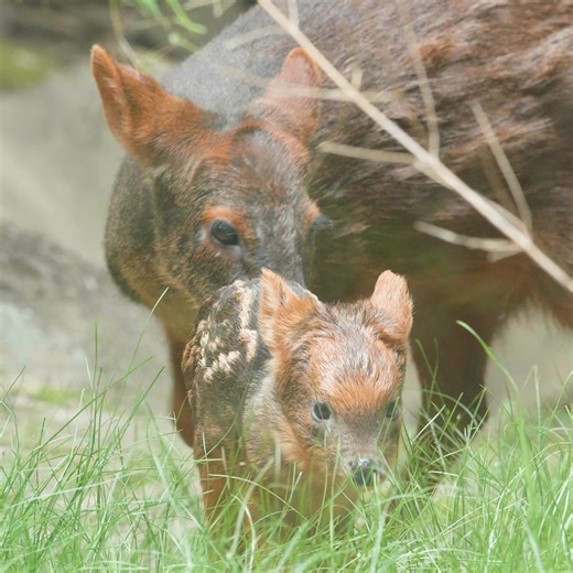 Say hello to the NEW southern pudu fawn. These tiny deer are just 13 to 16 inches high when fully grown! You can meet this tiny fawn on our Wild Side trail. | Queens Zoo