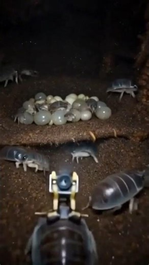 Pill Bug POV Documentary | Realistic Underground Colony Camera Footage#PillBug #Isopod