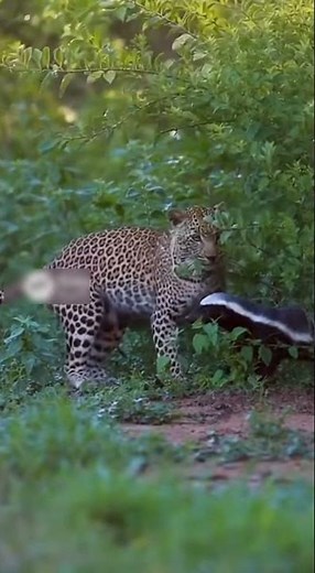 Leopard vs Ratel 🐆🦡 | Wild Survival Showdown #WildlifeDrama #PredatorVsPrey #Nature